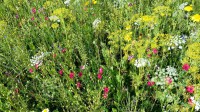 Verein für Natur- und Umweltschutz Ostseebad Nienhagen: Blüh- und Kräuterwiese